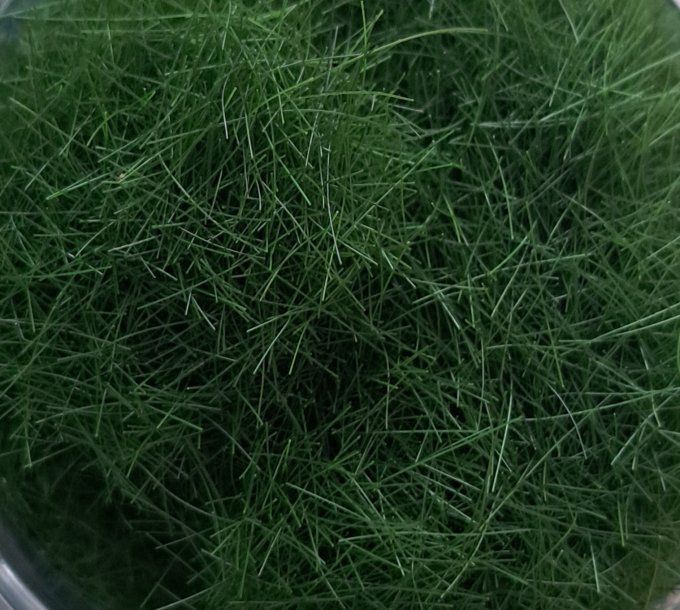 FIBRES  12mm ETE