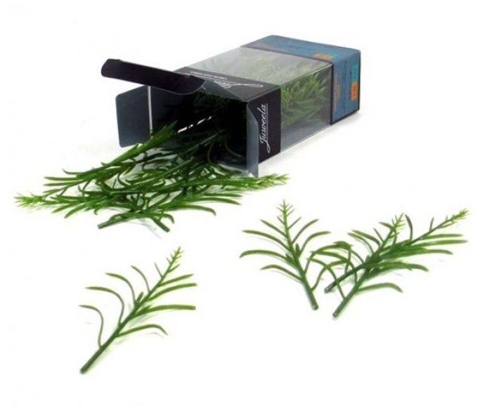 50 pieds de maïs vert miniature hauteur 10 cm