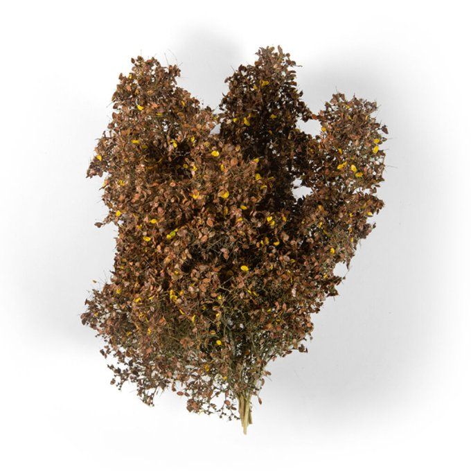  BUISSONS FILIGRANÉS DE FIN D’AUTOMNE