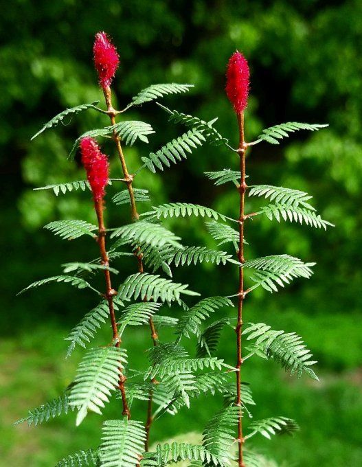Sumac 1:32 / 1:35
