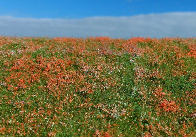 Pré fleuri - Coquelicots