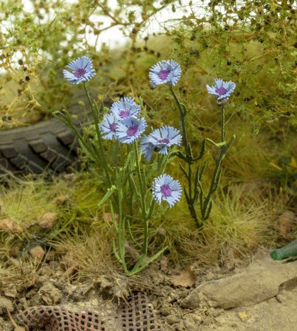 Bleuet 1:32 / 1:35