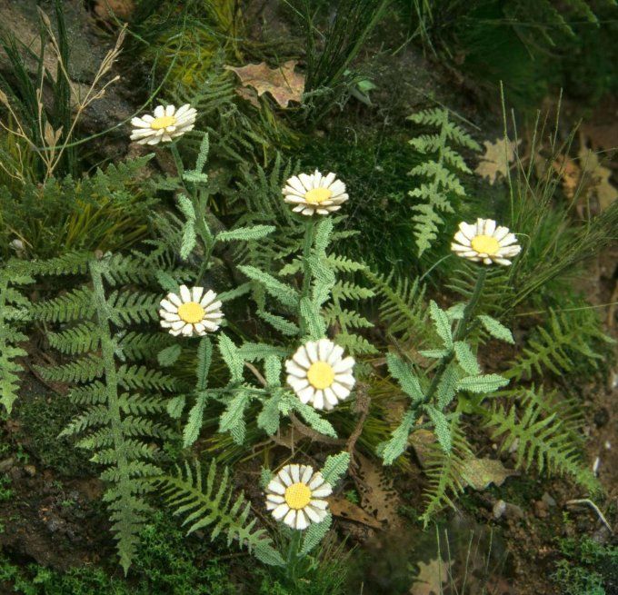 Marguerite 1:32 / 1:35