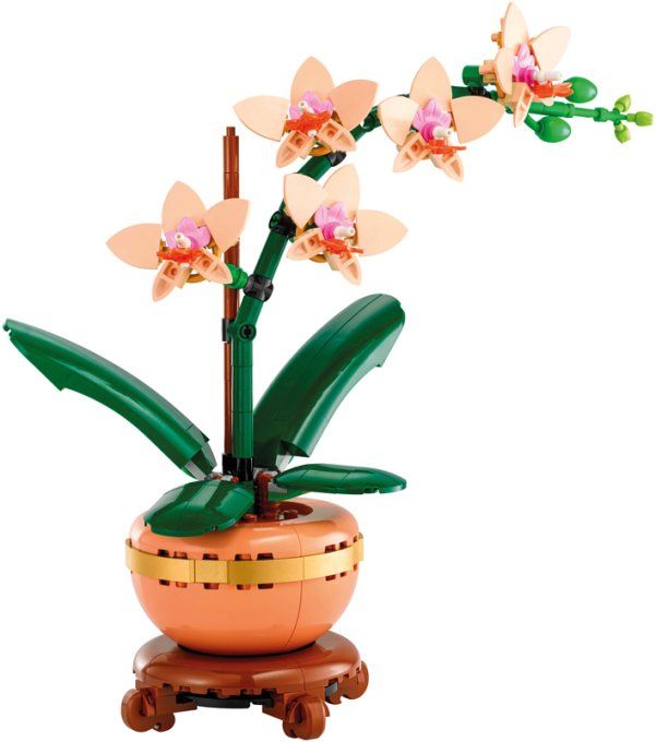 ORCHIDEE MINIATURE BOTANIC
