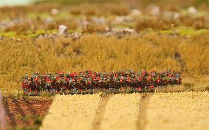 Haie premium automne