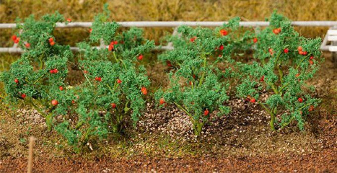 Plant tomates 18 pieces