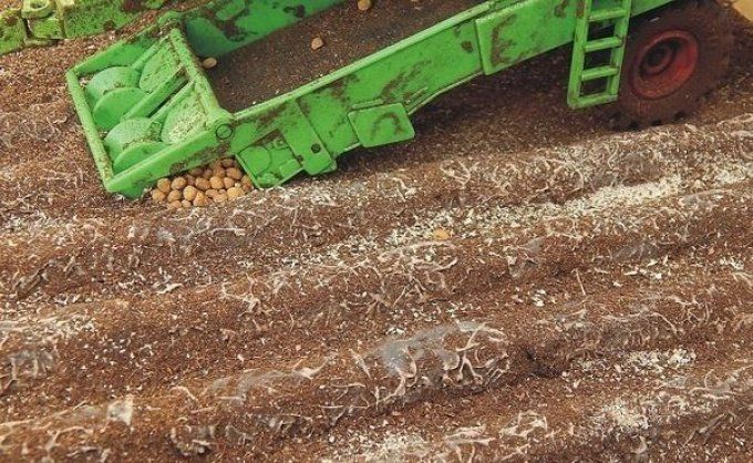 16 plants de pommes de terre fannés longueur d'un plants 7.5cm hauteur 1cm pommes de terre incluses